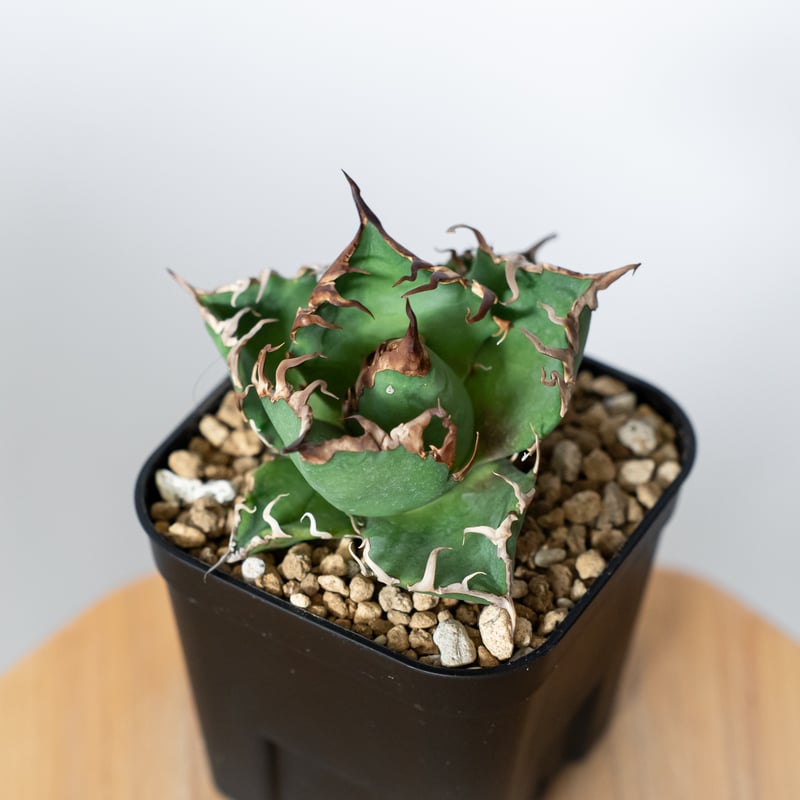 アガベ　チタノタ　シーザー　美株 アガベ チタノタ シーザー 美株 OC株 Agave titanota Caesar 多肉植物