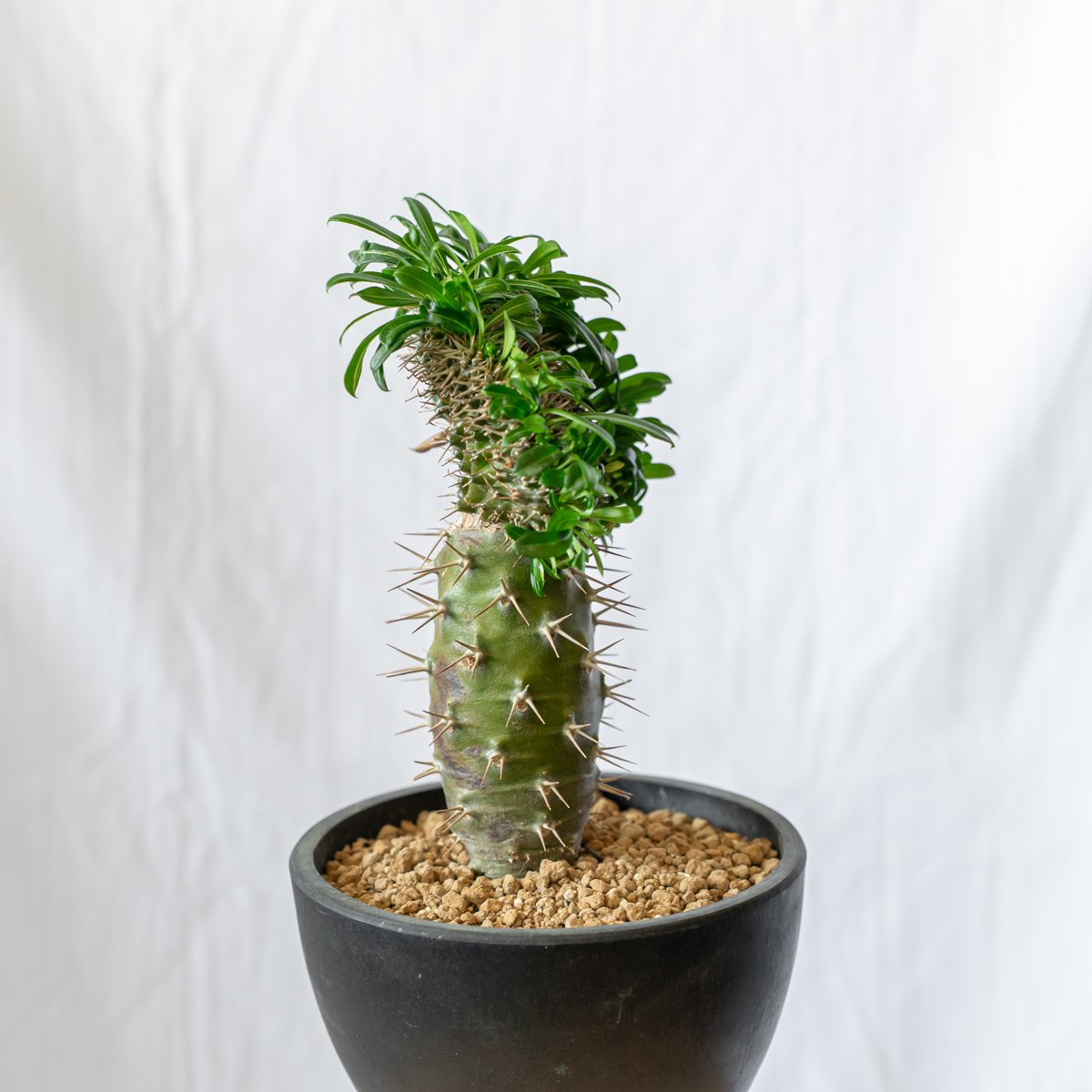 パキポディウム ラメリー綴化 観葉植物 多肉植物 コーデックス アガベ パキポディウム ラメリー 綴化 接木 美株 Pachypodium lamerei f