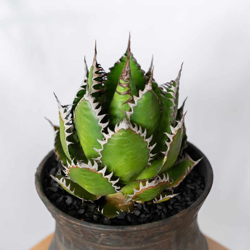 アガベ ホリダ 鉢セット OC株【発根管理中】Agave horrida 多肉植物