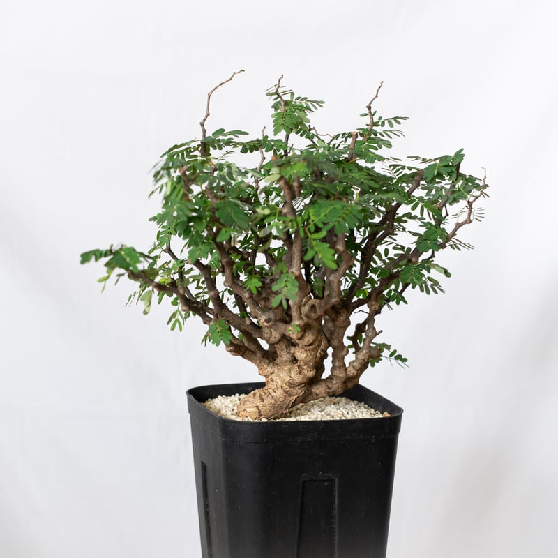 センナ メリディオナリス 特大株 Senna Meridionalis 灌木コーデックス