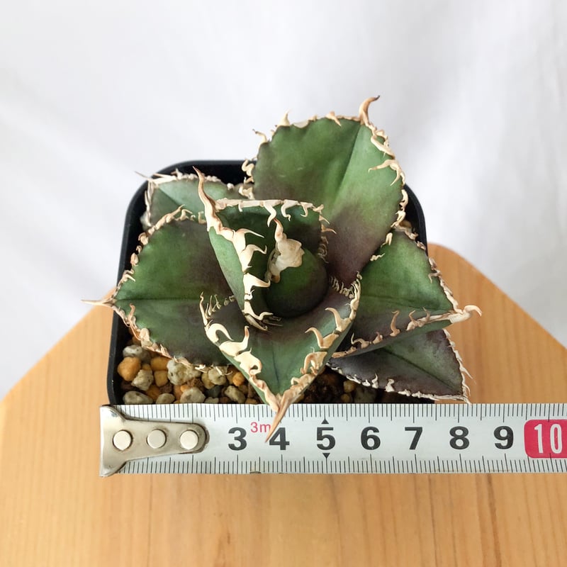 アガベ チタノタ 金剛 美株【発根管理中】TC株 Agave titanota
