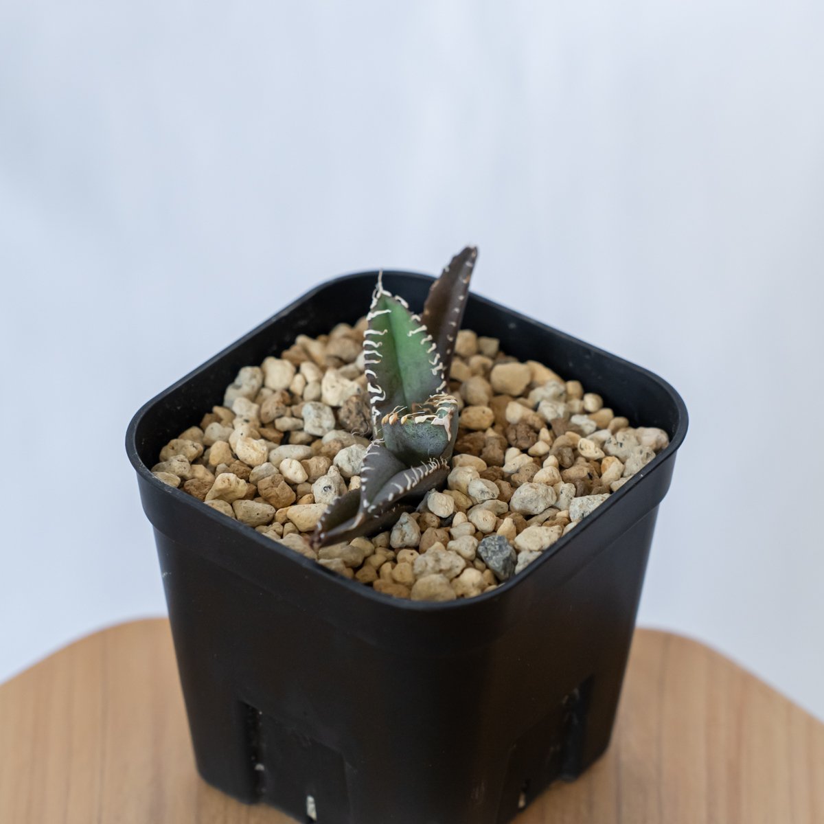 アガベ チタノタ 白幽霊 agave titanota white ghost 多肉植物 珍奇