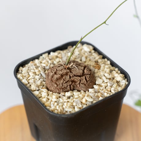 亀甲竜 ディオスコレア・エレファンティペス Dioscorea elephantipes 塊根植物 コーデックス 多肉植物 珍奇植物 ANTIDOTE 静岡 通販 S798