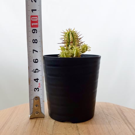 ユーフォルビア 紅彩閣錦 エノプラ 斑入り Euphorbia enopla 塊根植物 多肉植物 珍奇植物 静岡 ANTIDOTE 通販 S982