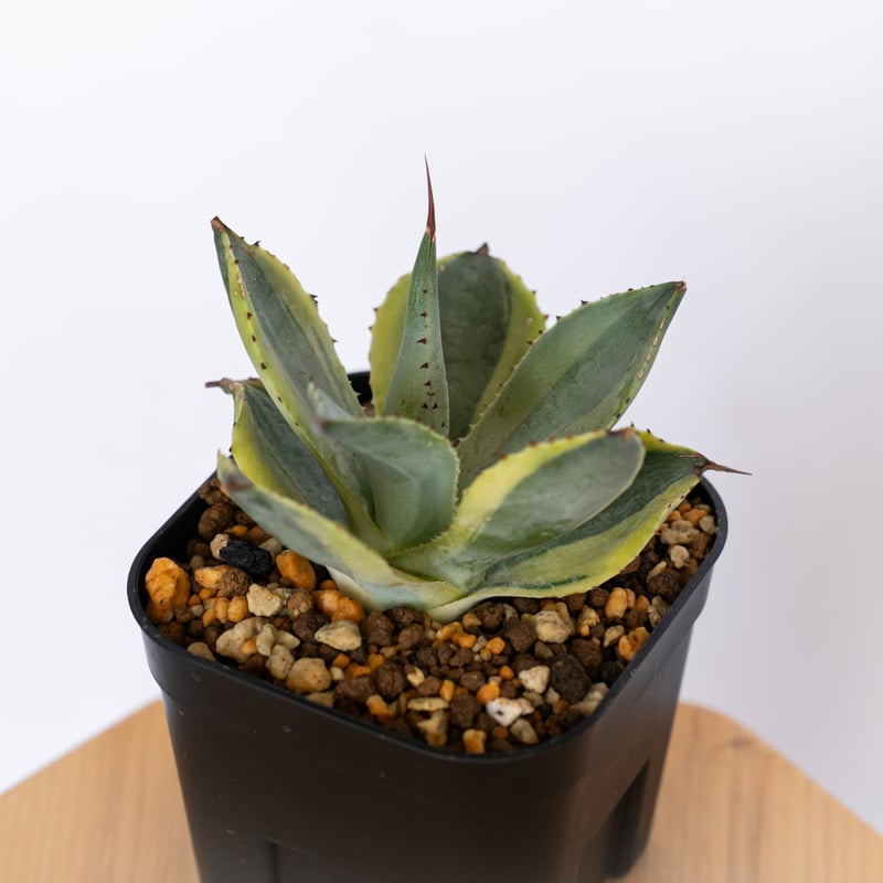 アガベ ポタトラム 三宅雷神 OC株 【発根管理中】Agave potatorum Miyak