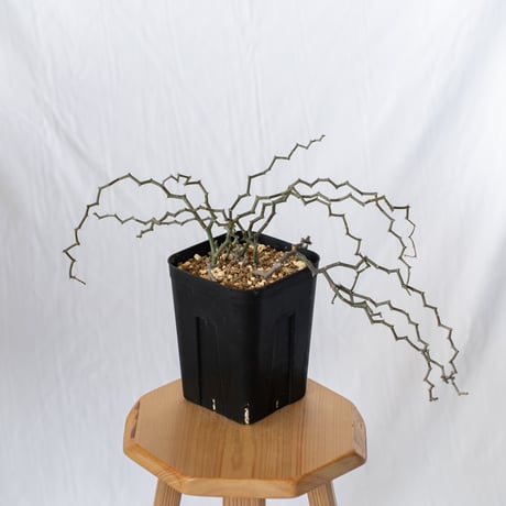 ジグザグの木 | STORES