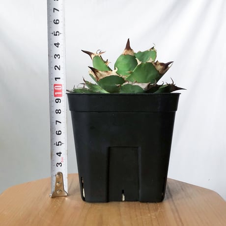 アガベ チタノタ 白犀牛【発根管理中】TC株 シロサイ Agave titanota White Rhino 多肉植物 珍奇植物 静岡 通販 ANTIDOTE S1447