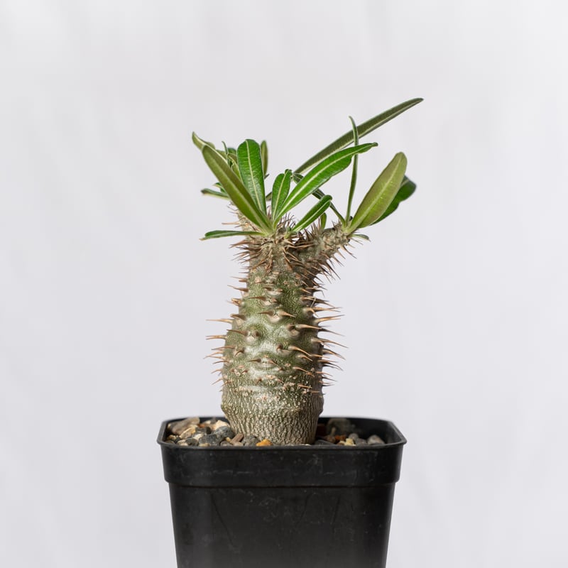 パキポディウム グラキリス 実生 pachypodhium Gracilius 塊根植物 コー