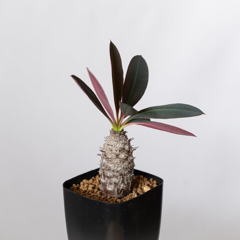 ユーフォルビア パキポディオイデス 実生 Euphorbia pachypodioides 多
