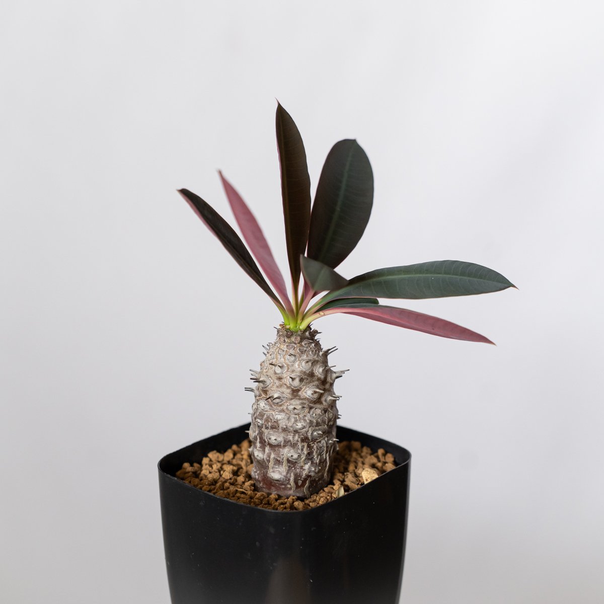 ユーフォルビア パキポディオイデス 実生 Euphorbia pachypodioides 多