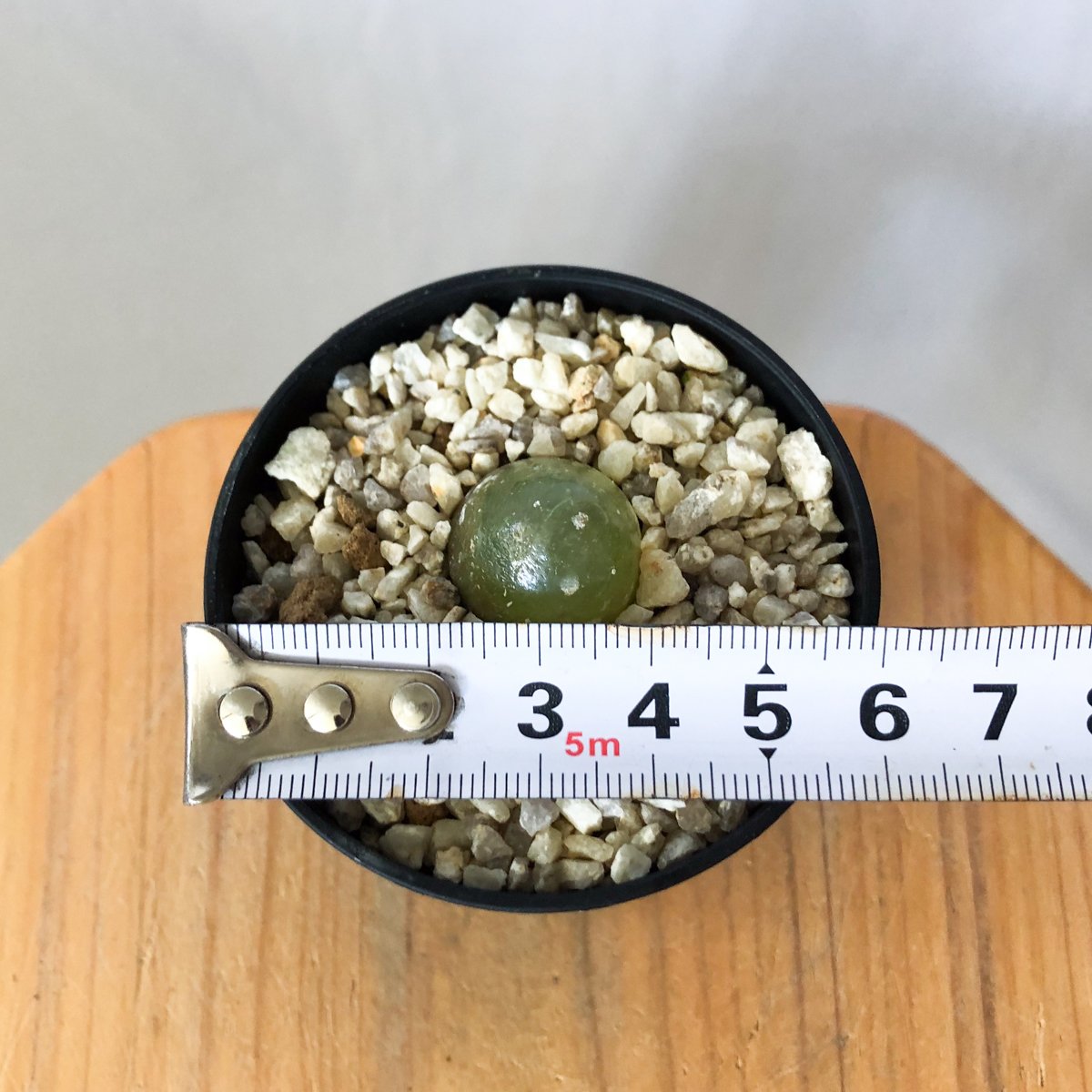 コノフィツム ブルゲリ Conophytum burgeri 多肉植物 珍奇植物 静岡 ANT