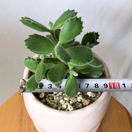 熊童子 鉢セット コチレドン トメントサ Cotyledon tomentosa 多肉植物 観葉植物 インテリアグリーン 静岡 ANTIDOTE 通販 S1394