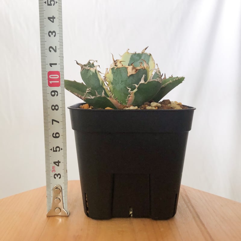 アガベ チタノタ 白鯨 白鯨錦 白覆輪【発根管理中】TC株 Agave