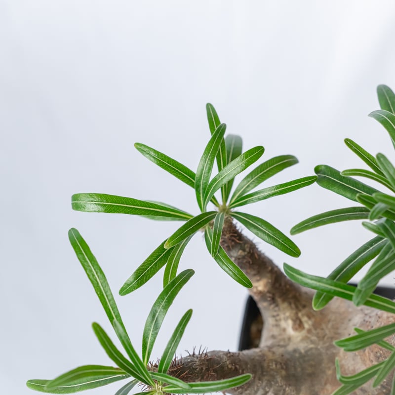 パキポディウム グラキリス pachypodhium Gracilius 塊根植物