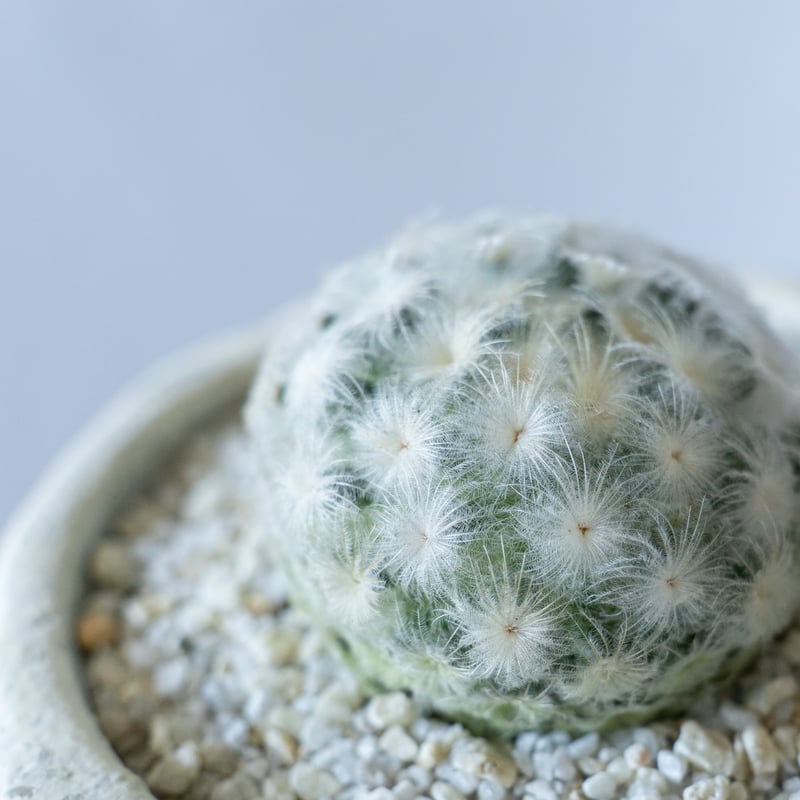 マミラリア 白星 Mammillaria plumosa サボテン 多肉植物 珍奇植物