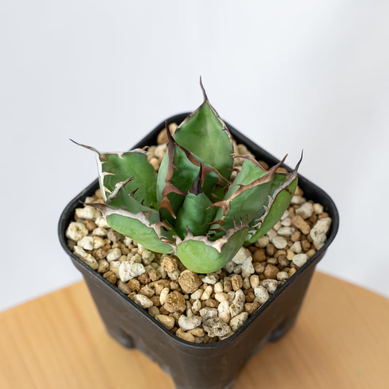 アガベ チタノタ 黒鯨【発根管理中】OC株 Agave titanota Black Whal
