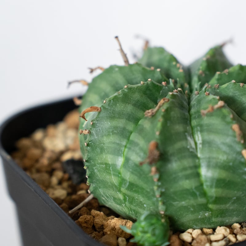 ユーフォルビア バリダ 子株付き 実生 Euphorbia super valida 多肉植物