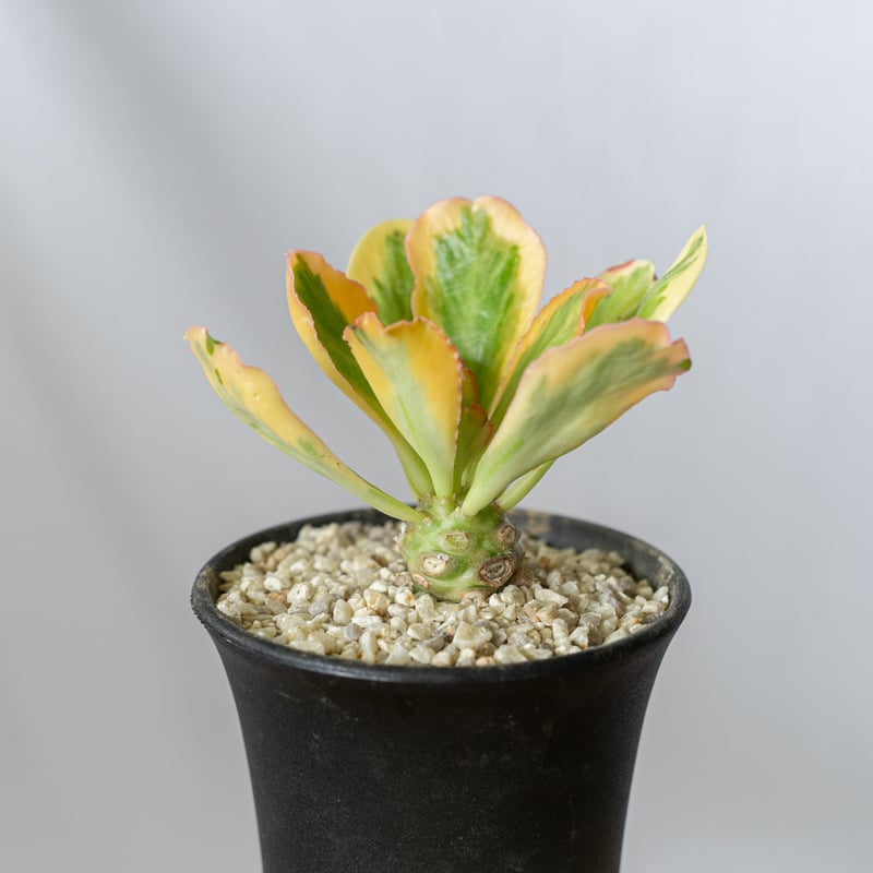 ユーフォルビア ポイゾニー錦 Euphorbia poissonii 多肉植物 ユーフォルビア ポイゾニー錦 Euphorbia poissonii 多肉植物