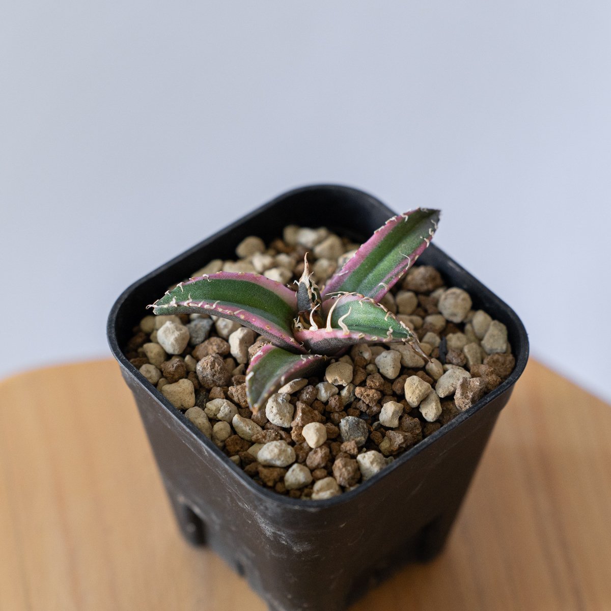 アガベ チタノタ シーザー 白覆輪【発根管理中】 TC Agave titanota