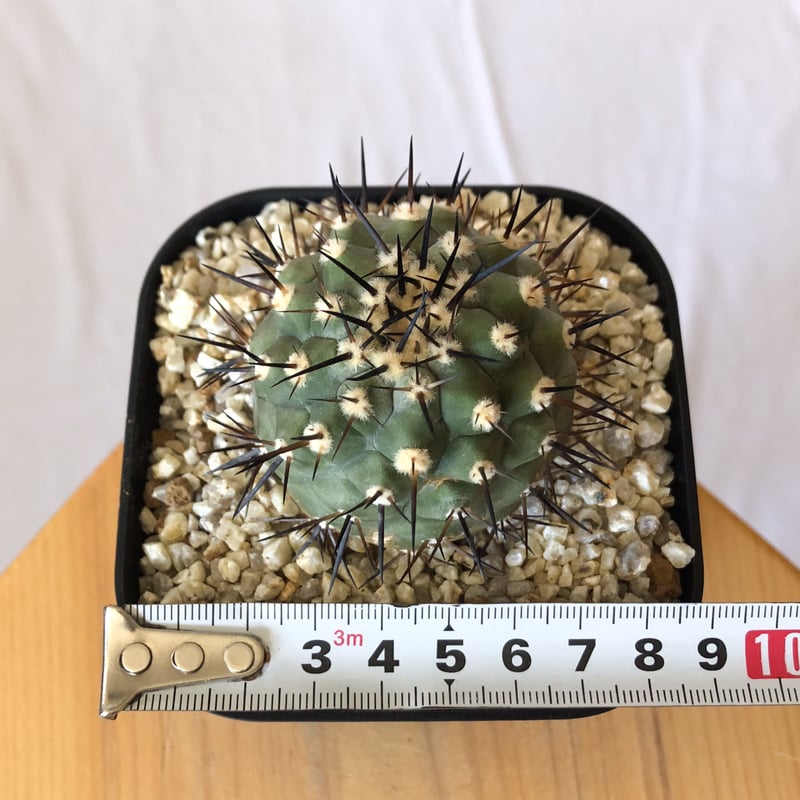 コピアポア 黒王丸 実生 Copiapoa cinerea サボテン 多肉植物 珍奇植物