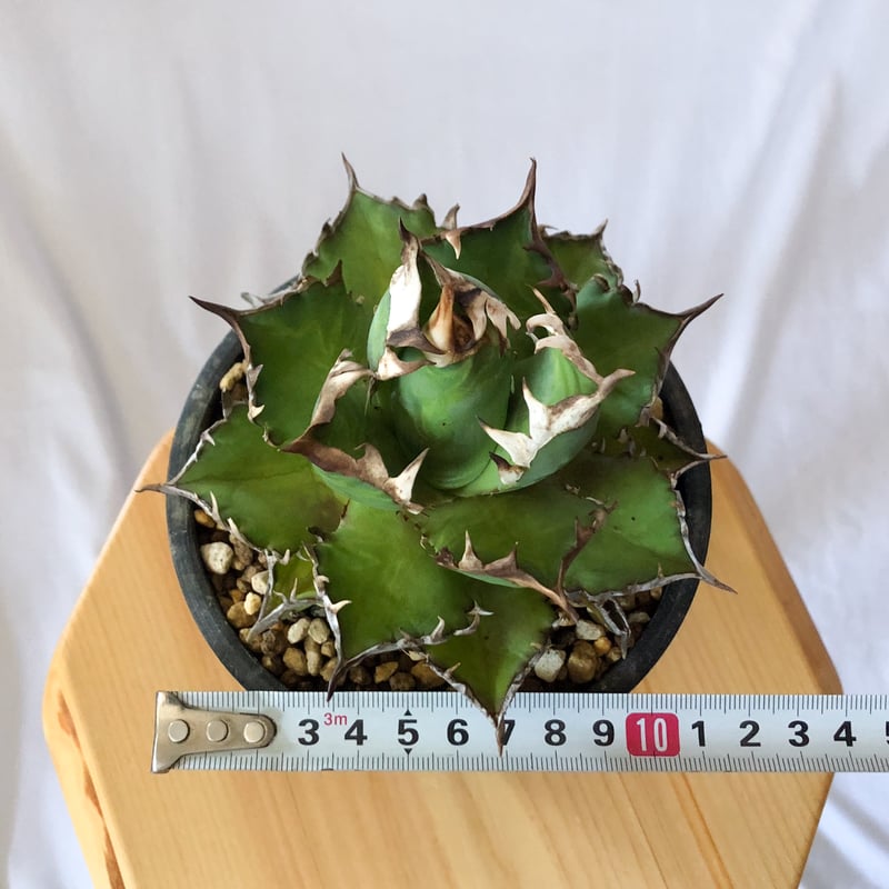 アガベ チタノタ ゴリ姫 レッドキャットウィーズル ゴリ猫 姫厳竜