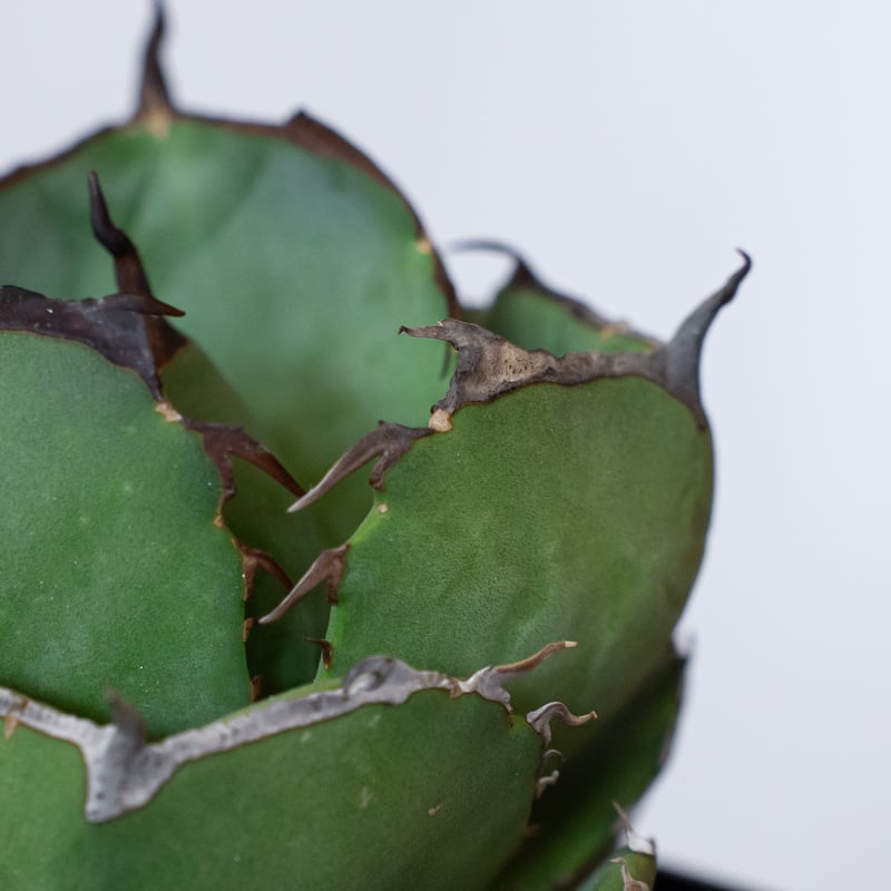 アガベ チタノタ 純血ジャガーノート 美株 OC株 Agave titanota Jugger