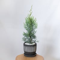 コニファー サルフレア 鉢セット Sulfurea アリゾナイトスギ クリスマスツリー 観葉植物 インテリアグリーン 静岡 ANTIDOTE 通販 S1108