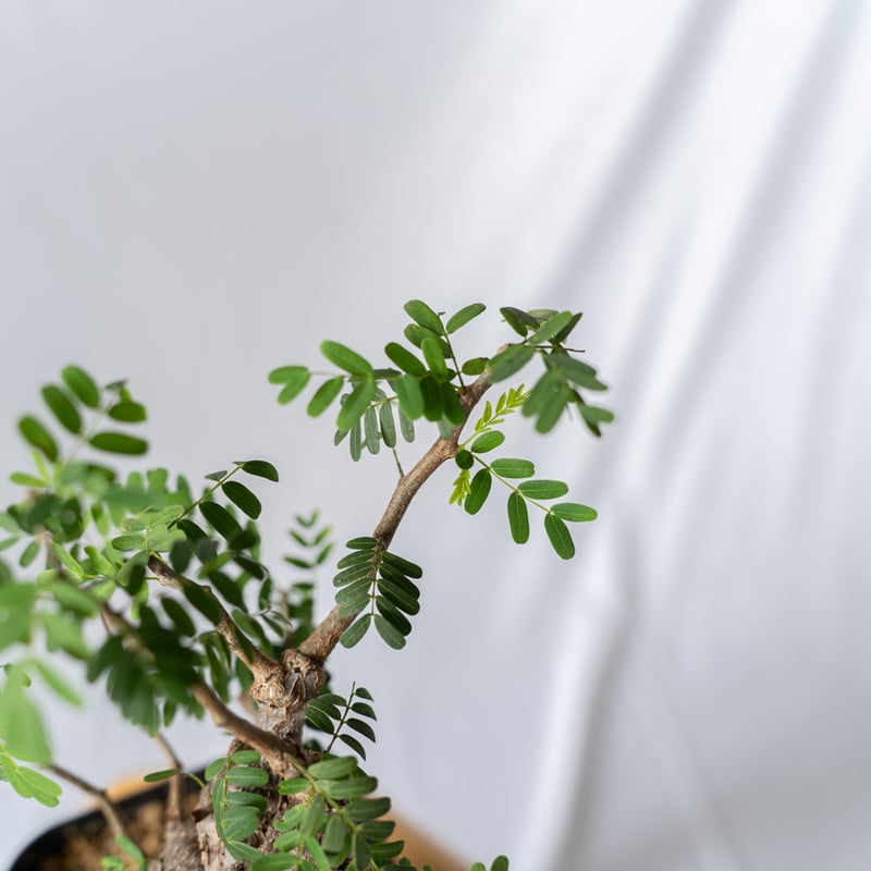 センナ メリディオナリス Senna Meridionalis コーデックス 塊根植物