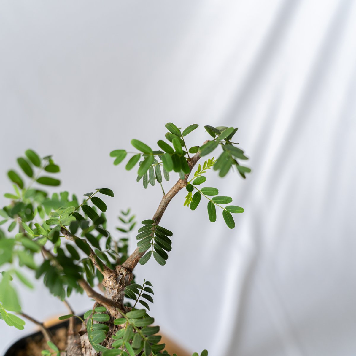 センナ メリディオナリス Senna Meridionalis コーデックス 塊根植物