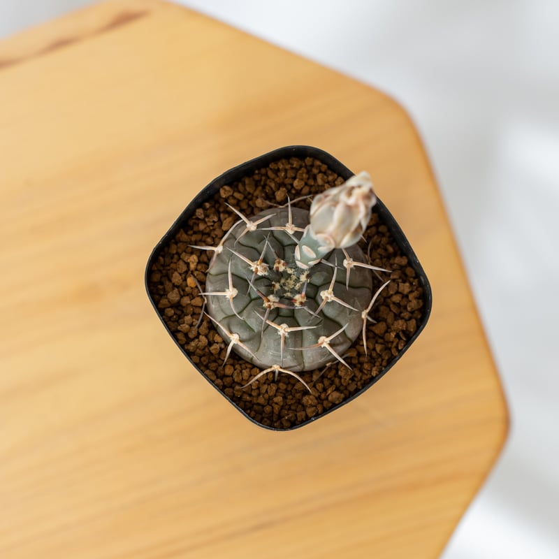 【SUMMERセール】ギムノカリキウム　武勲丸　バリスピナム　現地球カキコ　希少 SUMMERセール】ギムノカリキウム 武勲丸 バリスピナム 現地球