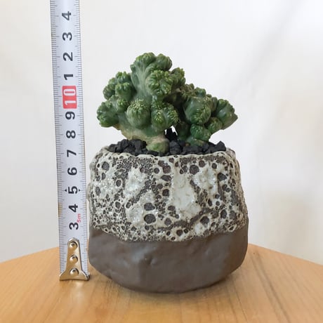 セレウス 黒獅子 鉢セット Cereus variabilis f.monstrosus サボテン 多肉植物 観葉植物 インテリアグリーン 静岡 ANTIDOTE 通販 S1117