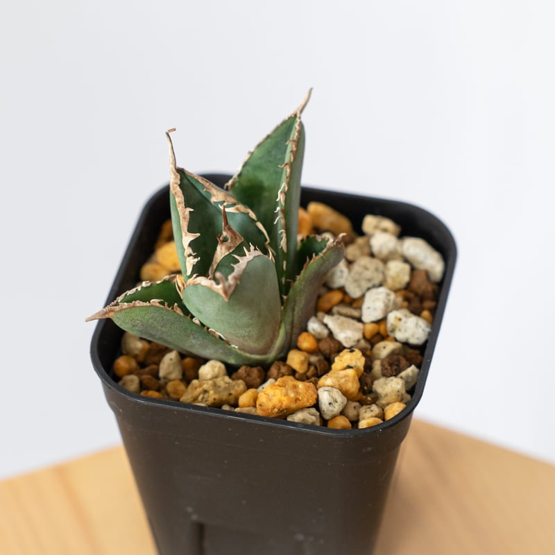 【希少株】Agave titanota South Africa Diamond 希少株】Agave titanota South Africa Diamond - メルカリ