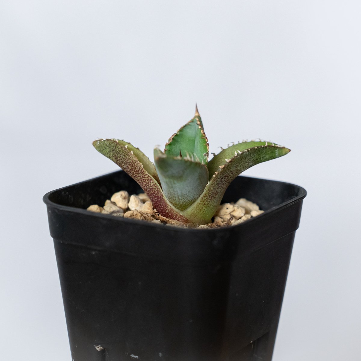 アガベ チタノタ 白豪刺 TC株 Agave titanota Byakugoshi 多肉