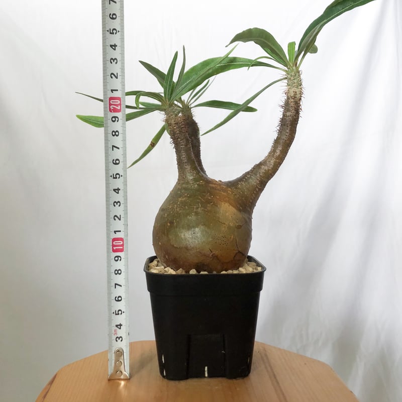 パキポディウム グラキリス 現地球 良型 pachypodhium Gracilius 塊根植