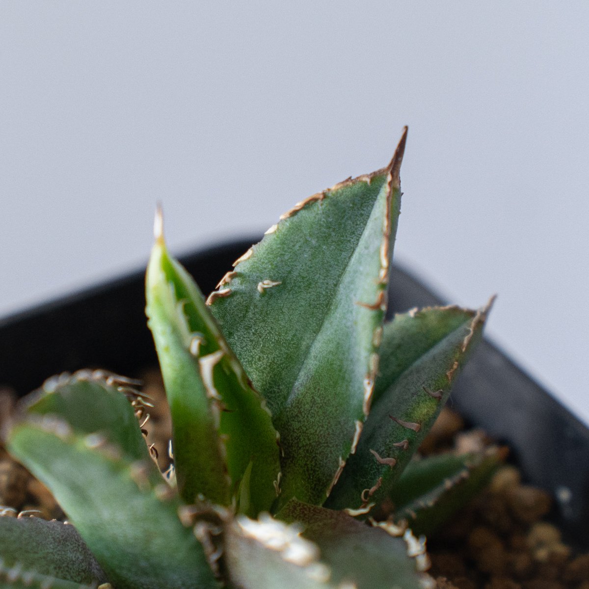アガベ チタノタ 豆豆龍 【発根管理中】TC Agave titanota