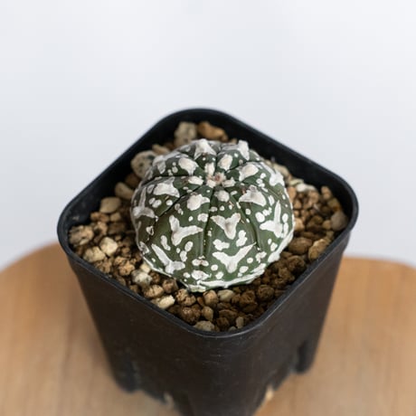 アストロフィツム スーパー兜 Vタイプ 美株 実生 アロー Astrophytum asterias Super Kabuto V サボテン 多肉植物 静岡 ANTIDOTE 通販 S1232