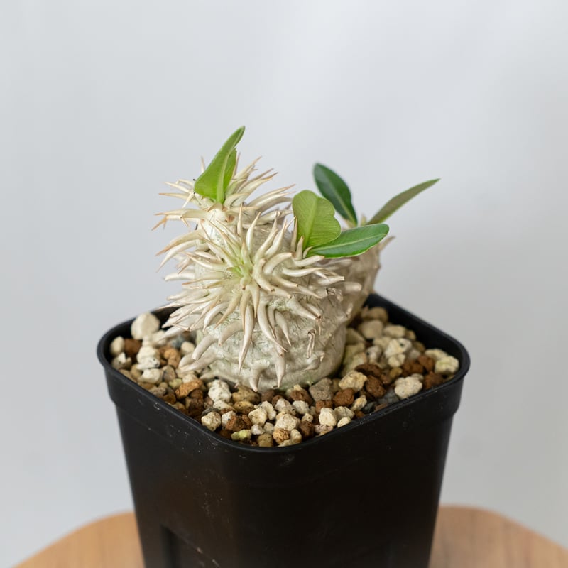パキポディウム エブレネウム 実生 Pachypodium eburneum 塊根植物