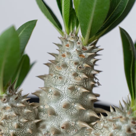 パキポディウム 恵比寿大黒 実生 Pachypodium Densicaule 塊根植物 コーデックス 多肉植物 珍奇植物 静岡 ANTIDOTE 通販 S1420