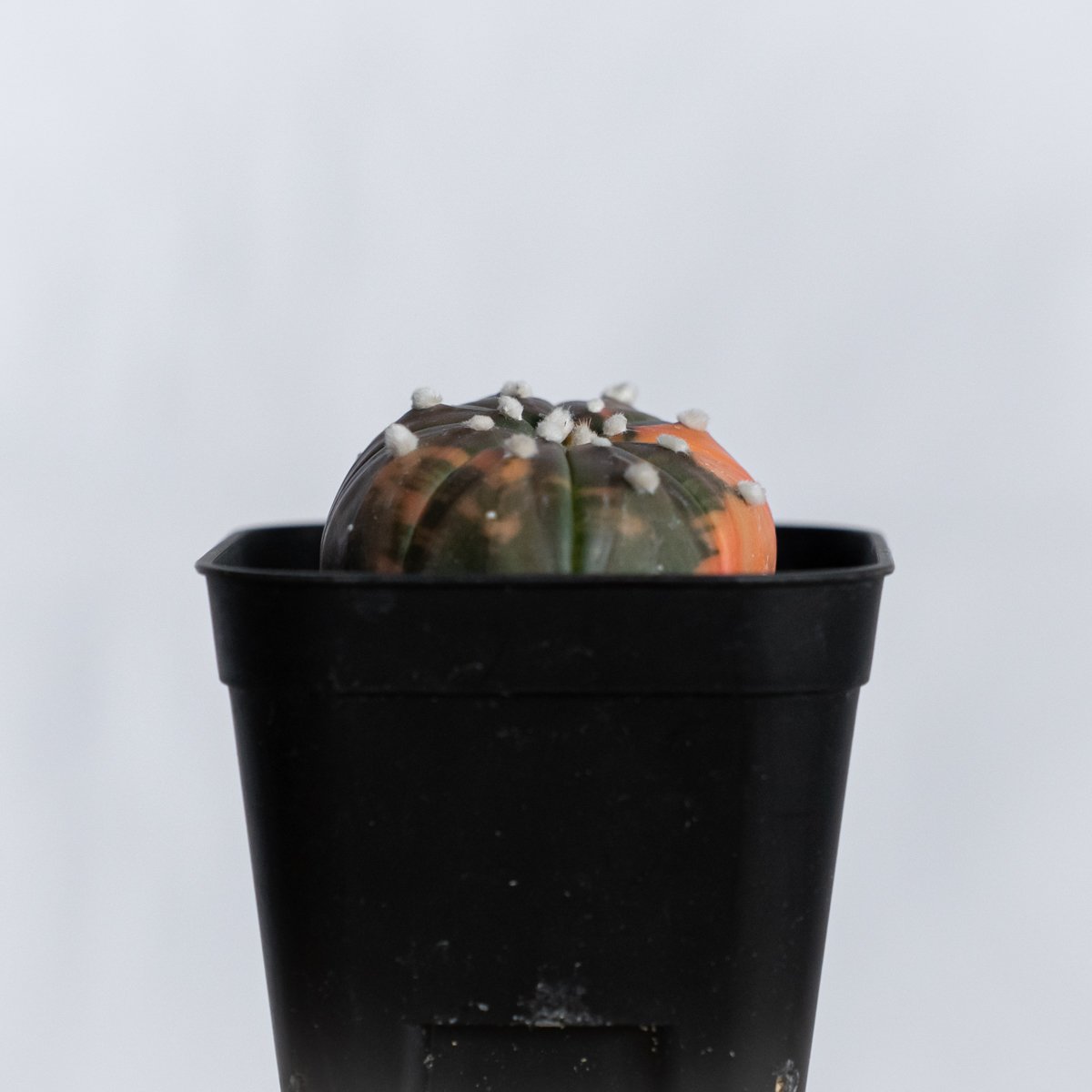 アストロフィツム 瑠璃兜錦 赤斑 美株 実生 Astrophytum asterias 多肉