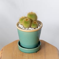 金晃丸 キンコウマル 鉢セット Golden ball cactus サボテン 多肉植物 観葉植物 静岡 ANTIDOTE 通販 S1333