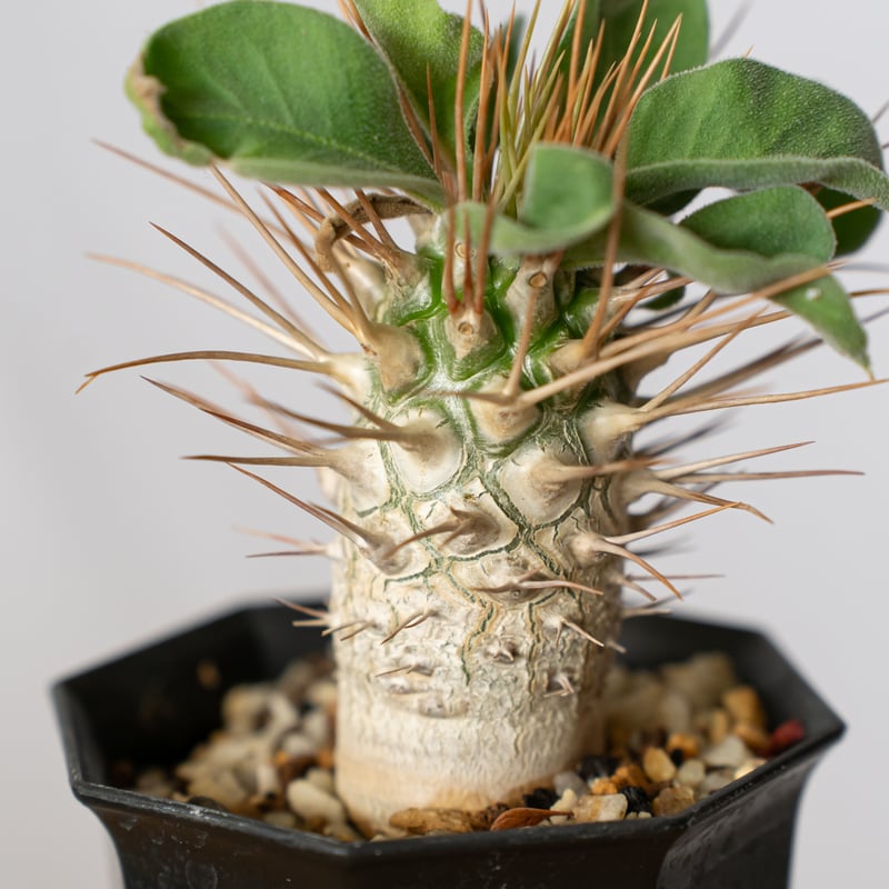 パキポディウム ナマクアナム 光堂 実生 Pachypodium namaquanum 塊根植