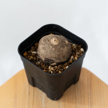 ステファニア エレクタ 実生【発根管理中】Stephania erecta 塊根植物 コーデックス 多肉植物 珍奇植物 静岡 ANTIDOTE 通販 S1415