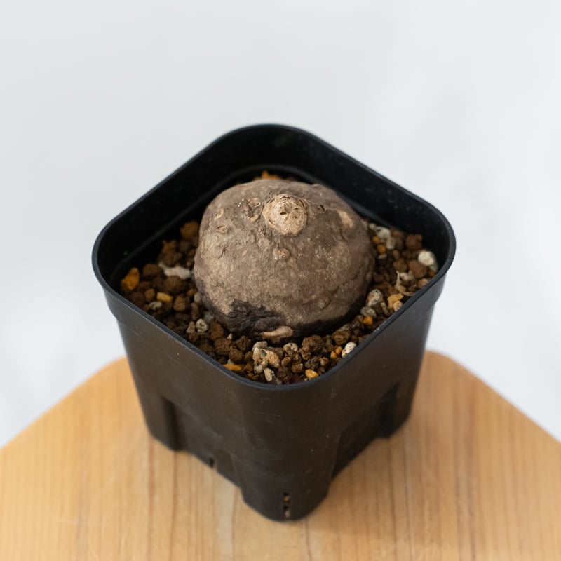 ステファニア エレクタ 実生【発根管理中】Stephania erecta 塊根植物