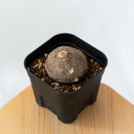 ステファニア エレクタ 実生【発根管理中】Stephania erecta 塊根植物 コーデックス 多肉植物 珍奇植物 静岡 ANTIDOTE 通販 S1415