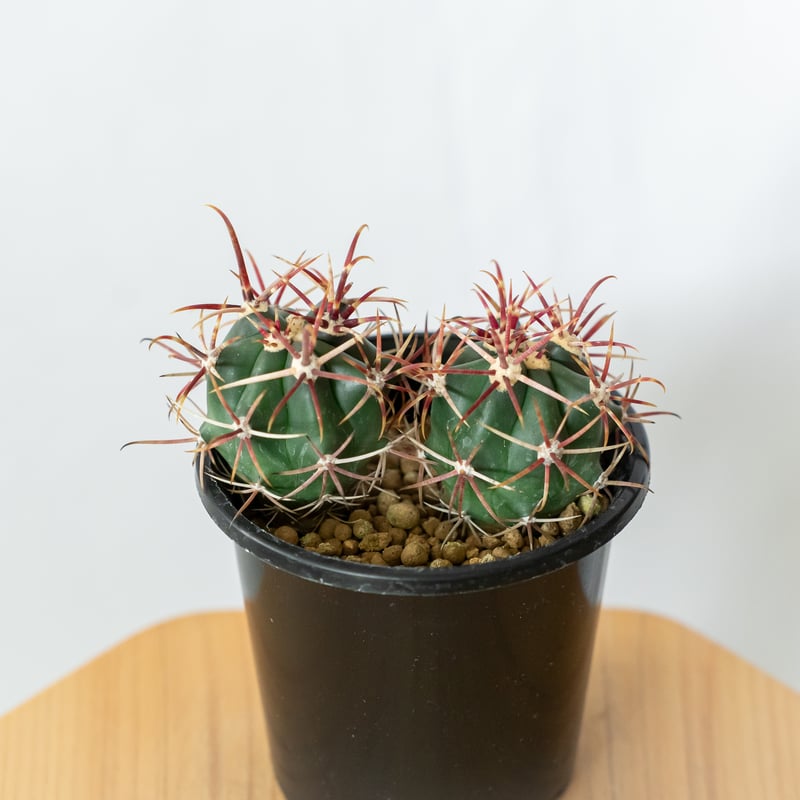 フェロカクタス 神仙玉 実生 美株 Ferocactus coloratus