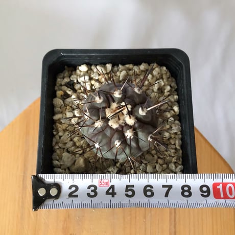 コピアポア 黒王丸 Copiapoa cinerea サボテン 多肉植物 珍奇植物 静岡 ANTIDOTE 通販 S1471