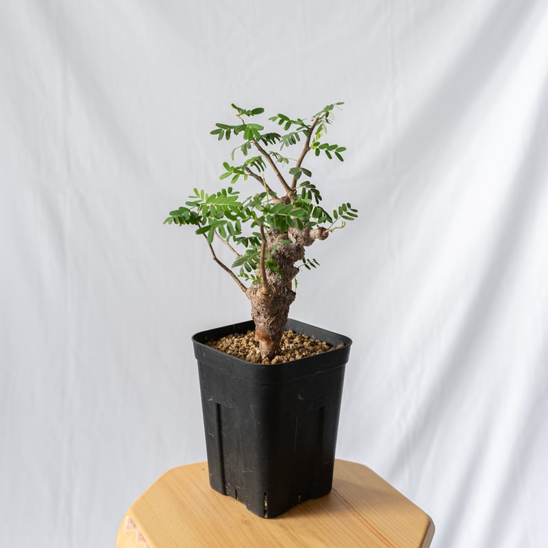 センナ・メリディオナリス 3.5号　塊根植物　コーデックス センナ：メリディオナリス 3.5号25-03* の通販 | 園芸ネット