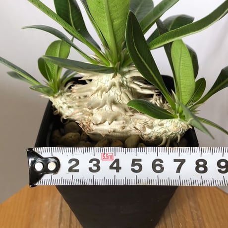 パキポディウム デンシフローラム 実生 シバ女王の玉櫛 Pachypodium densiflorum 塊根植物 コーデックス 多肉植物 珍奇植物 静岡 ANTIDOTE 通販 S1507