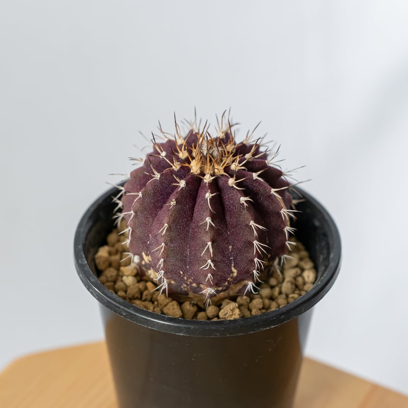 ユーベルマニア ブイニンギー 実生 Uebelmannia buiningii 多肉植物