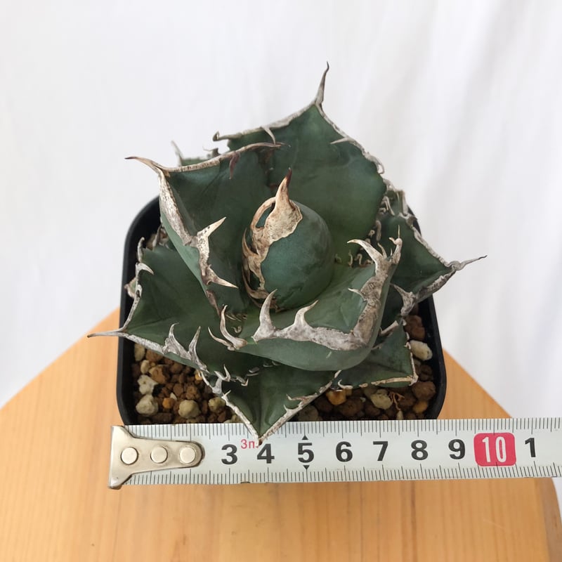 アガベ チタノタ 南アフリカダイヤモンド 美株【発根管理中】TC株